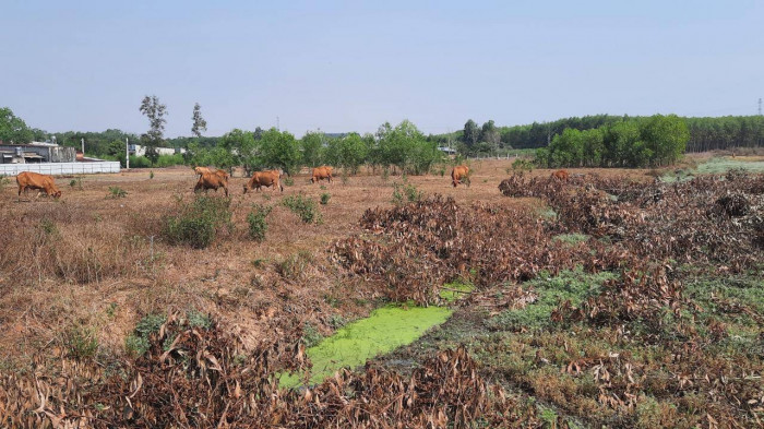 Thời Đại Land bị tố lừa bán đất: Chuyển hồ sơ cho Công an TP.HCM
